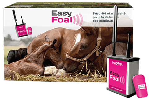 Easy foal