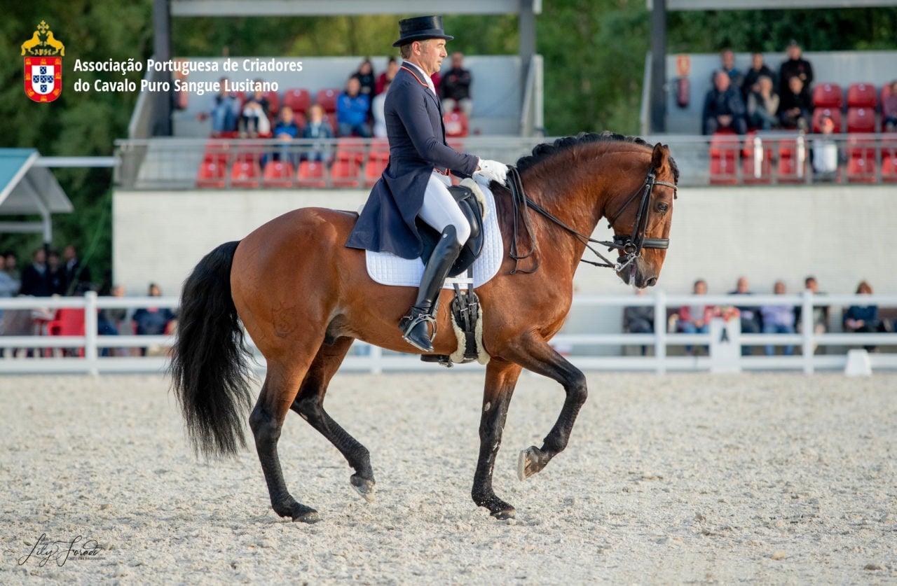 Altaneiro est un étalon de dressage lusitanien.