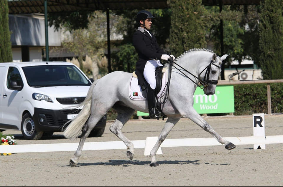 FEITICEIRO est un étalon de dressage lusitanien.