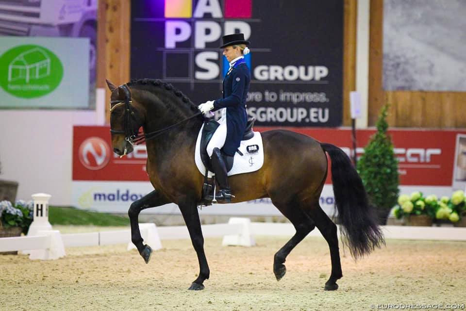 Fenix de Tineo est un étalon de dressage lusitanien.