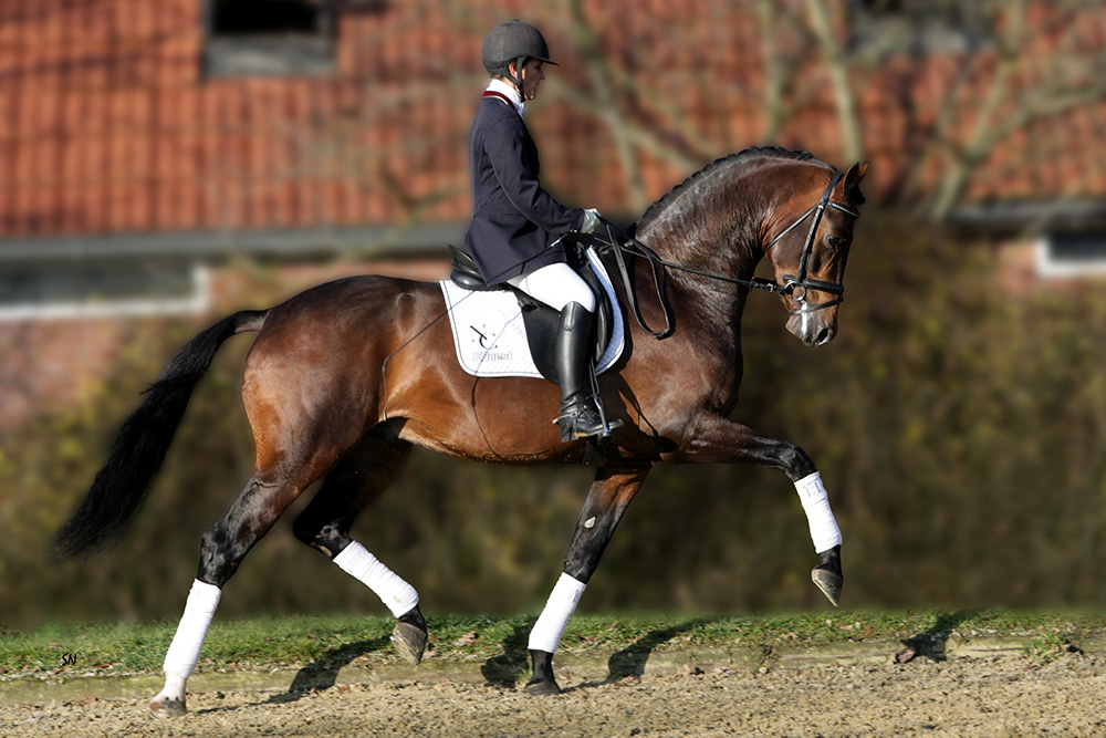 Ampere fait partie du Top 10 des meilleurs étalons de dressage selon la ranking WBFSH.