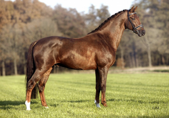 Jazz fait partie du Top 10 des meilleurs étalons de dressage selon la ranking WBFSH.