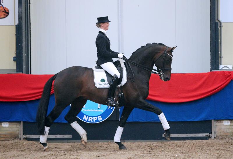 Spielberg fait partie du Top 10 des meilleurs étalons de dressage selon la ranking WBFSH.