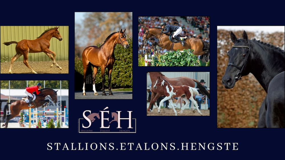 S.E.H Equine stallion agent