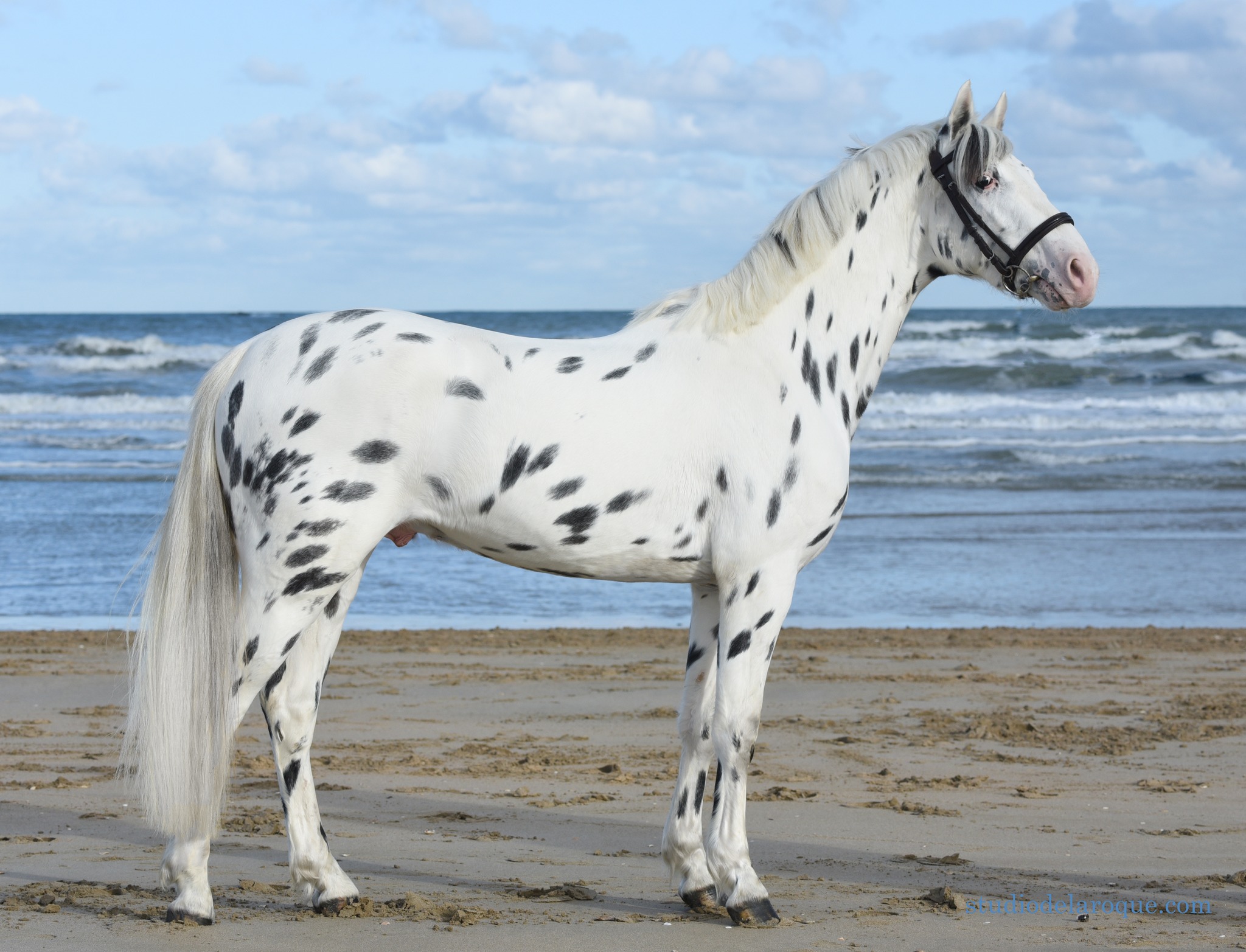 Choisissez les etalons de sport de couleur avec Colored Stallions Les actualites