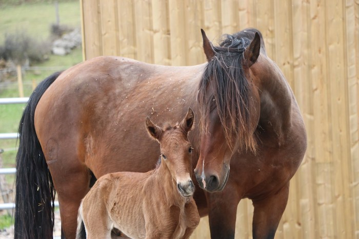 foaling