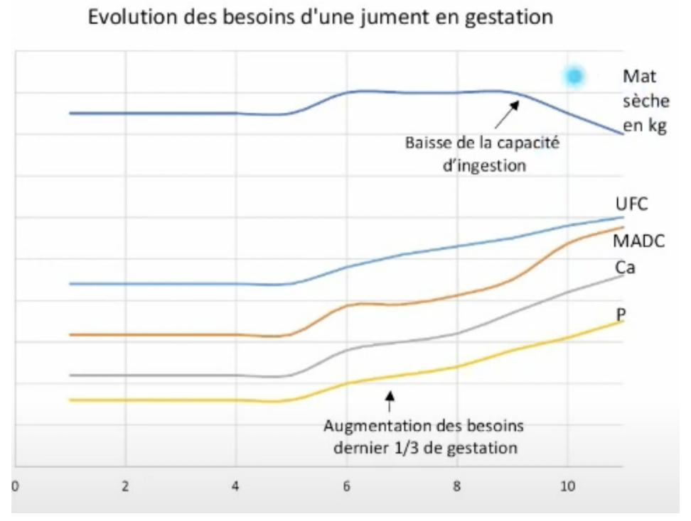 Besoins d'une jument en gestation