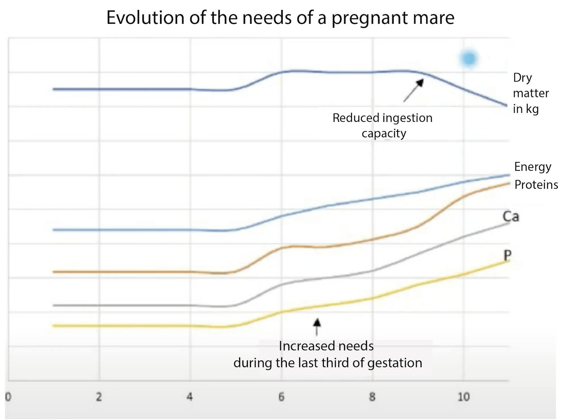 Besoins d'une jument en gestation