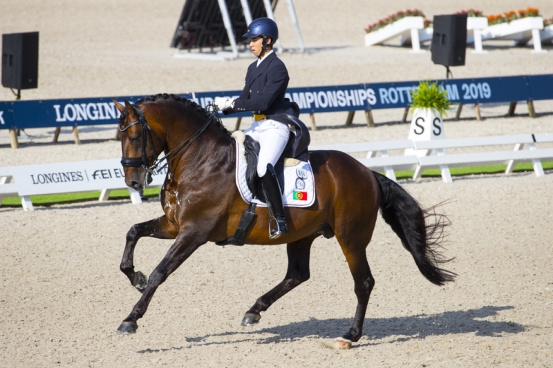 Equador lusitano stallion