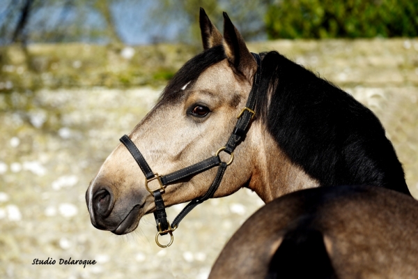 NEPAL DE MASSA CPD - Foalr