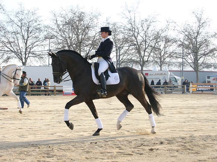 userfiles/horse/4458/violino-dressage.jpeg