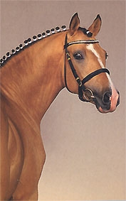 userfiles/horse/4522/championdeluxe01.jpg