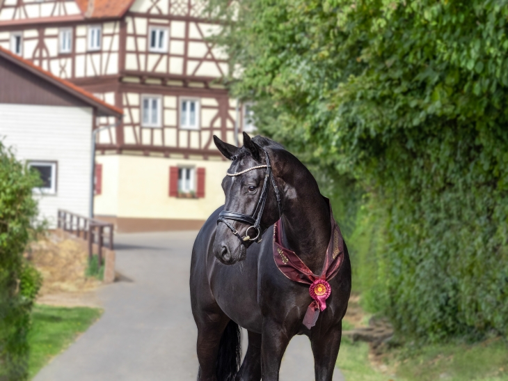 userfiles/horse/4534/bohemian-anzeige-okt-2019-gros.jpg