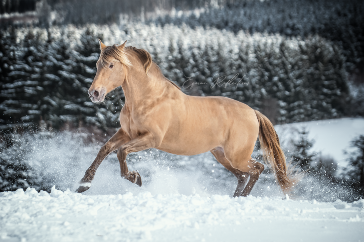 userfiles/horse/4545/dsc_0055-psklein.png