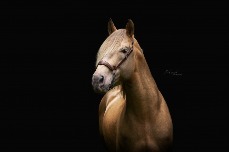 userfiles/horse/4545/dsc_4831-webformaat.jpg