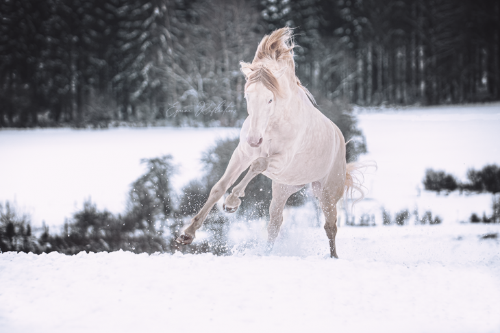 userfiles/horse/4546/dsc_0300-psklein2.png