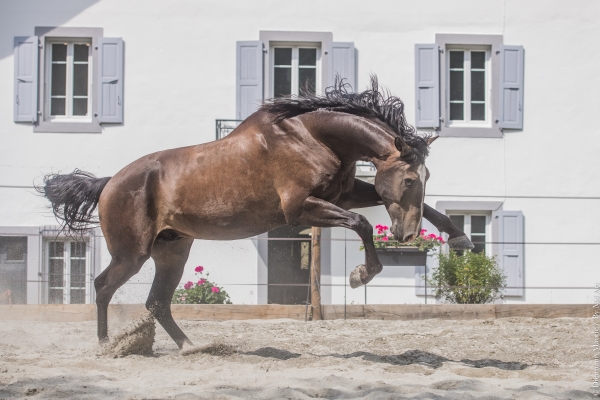 MUNDO DU CASTEL LUS - Foalr