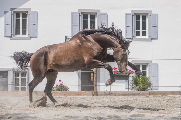 MUNDO DU CASTEL LUS - Foalr