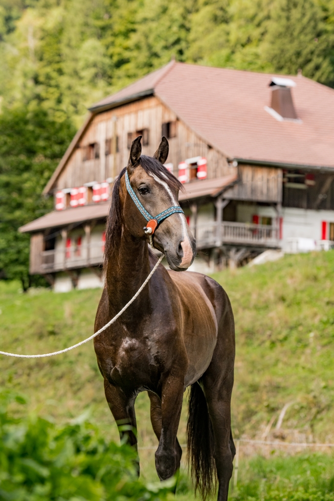 userfiles/horse/4581/dsc_8644.jpg