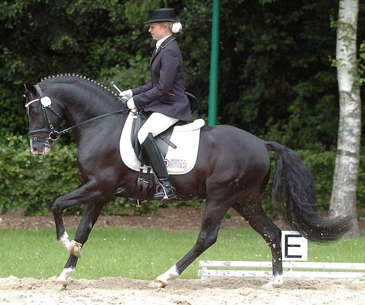 userfiles/horse/4605/hilkens-black-delight.jpg