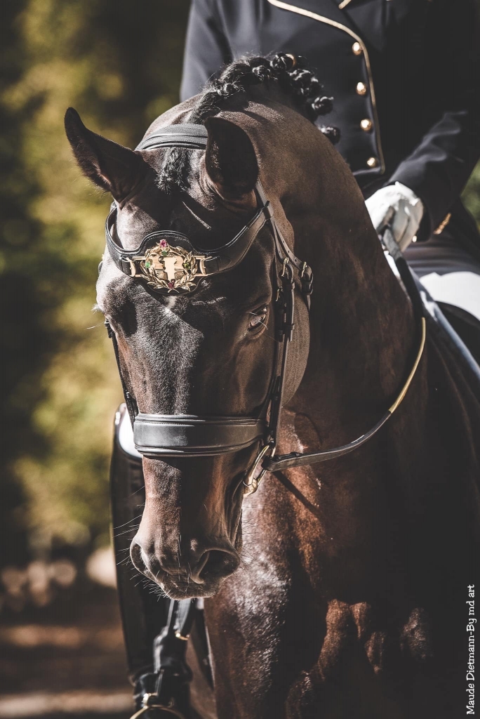 userfiles/horse/4623/stolzenberg-portrait.jpg