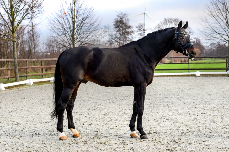 userfiles/horse/4623/stolzenberg_de_malleret_billerbeck_22_tbe_4779k_equitaris.jpg