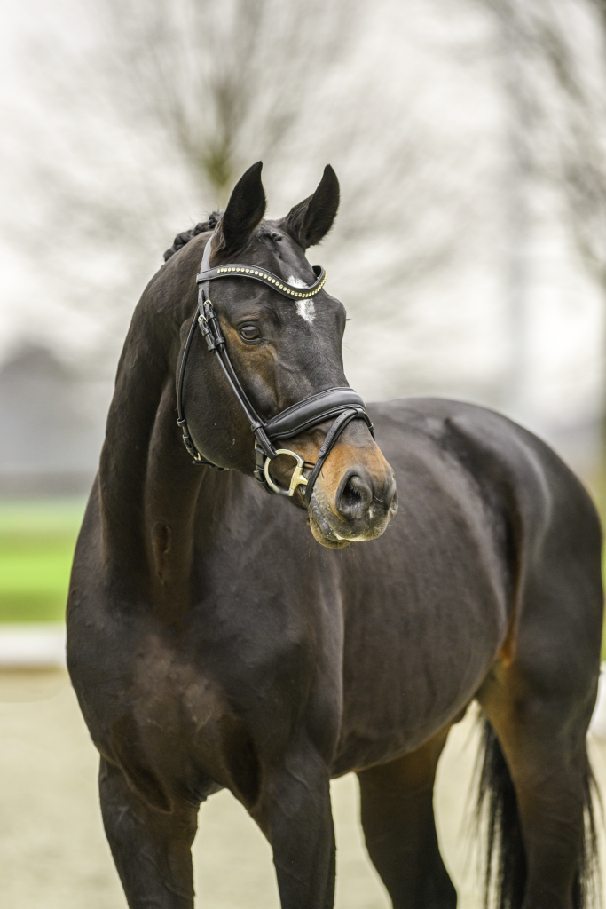 userfiles/horse/4623/stolzenberg_de_malleret_billerbeck_22_tbe_7196k_equitaris.png