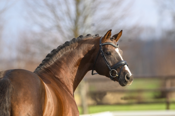 GOLDEN ROMANCE MALLERET PS OLD - Foalr