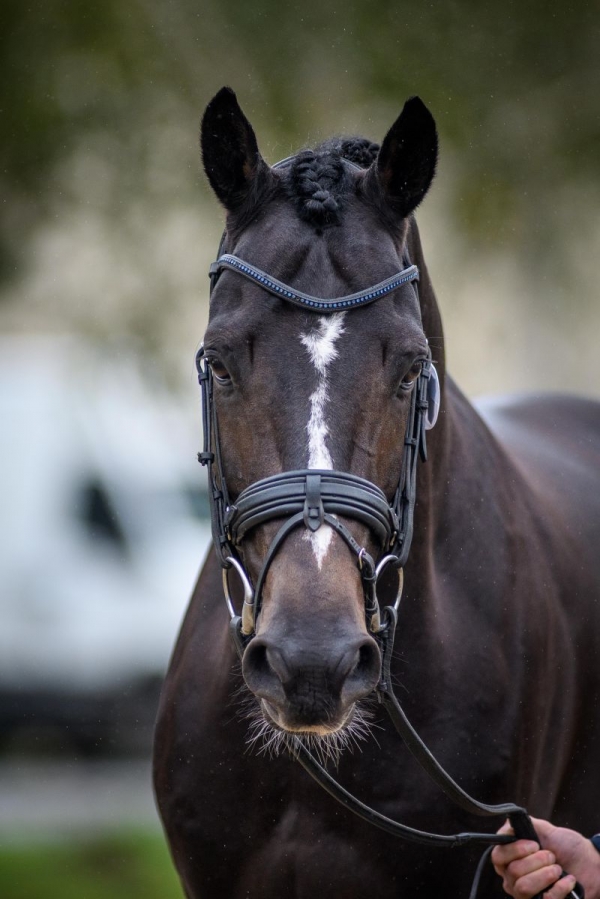 DARTAGNAN DE BELIARD SF - Foalr