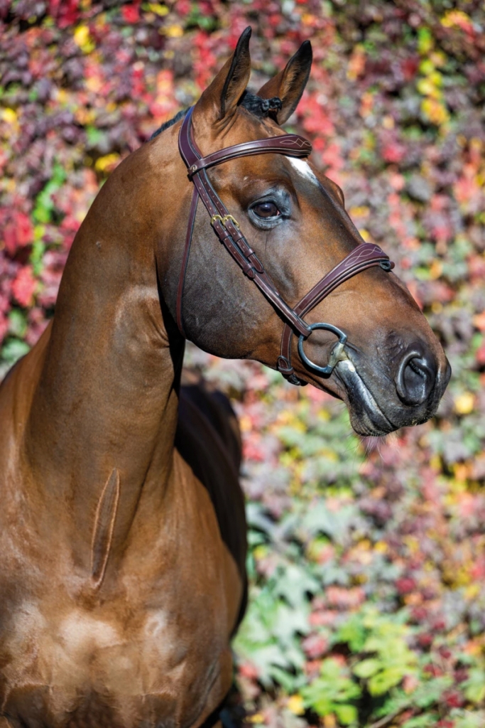 userfiles/horse/4724/touardo-20221011-pf2_9111-jpg.png