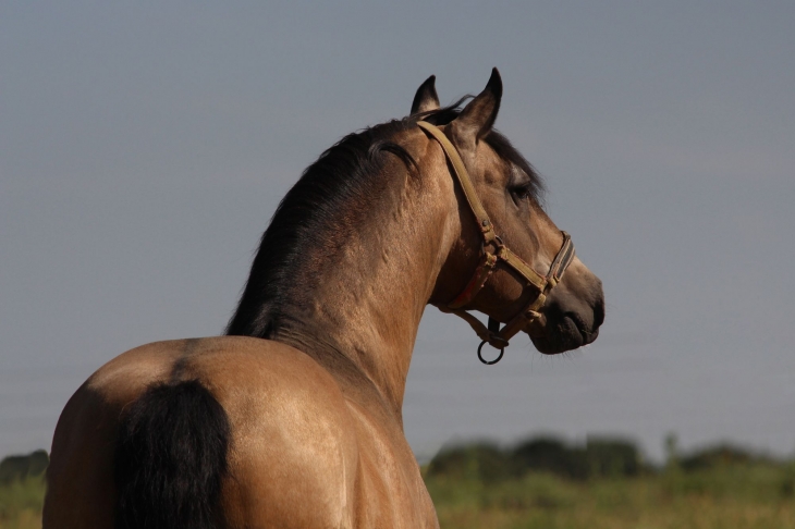 userfiles/horse/4725/vibrante-da-broa-lusitano-yeguada-la-perla-spanien-zuchthengst-foto-katrin-riegel-2.jpg