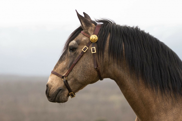 userfiles/horse/4725/vibrante-da-broa-lusitano-yeguada-la-perla-spanien-zuchthengst-foto-katrin-riegel-scaled.jpg