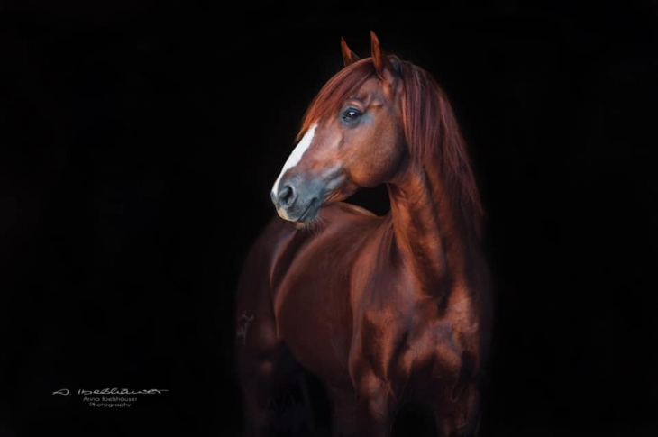 userfiles/horse/4729/espartaco-lusitano-yeguada-la-perla-spanien-zuchthengst-foto-anna-ibelshaeuser.jpg