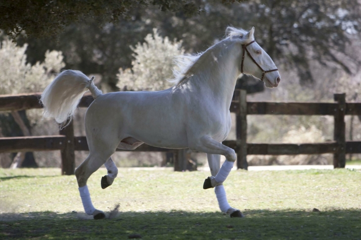 userfiles/horse/4735/zarco-da-broa-zuchthengst-lusitano-yeguada-la-perla-2-scaled.jpg