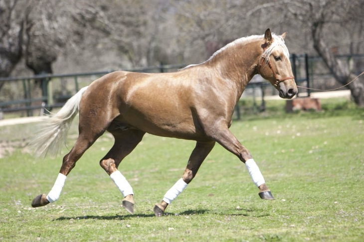 userfiles/horse/4736/camaron-zuchthengst-lusitano-yeguada-la-perla-3-scaled.jpg