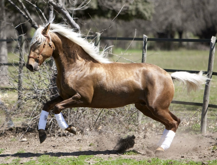 userfiles/horse/4736/camaron-zuchthengst-lusitano-yeguada-la-perla-4-scaled.jpg