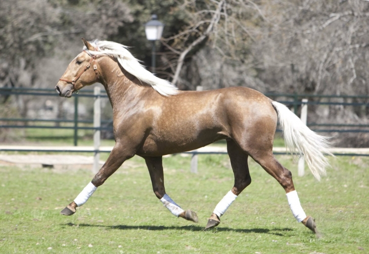 userfiles/horse/4736/camaron-zuchthengst-lusitano-yeguada-la-perla-5-scaled.jpg