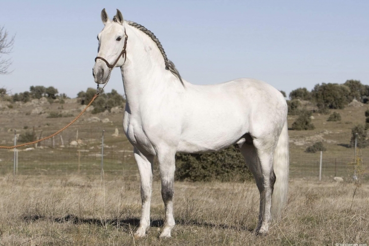 userfiles/horse/4737/ortega-zuchthengst-lusitano-yeguada-la-perla.jpg