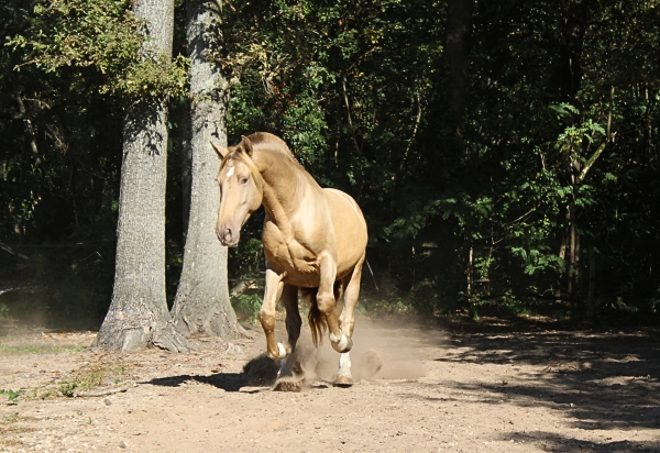 CALCETINES SAL PRE - Foalr