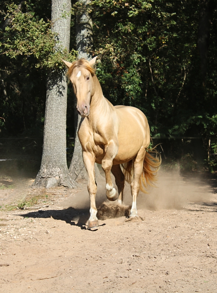 userfiles/horse/4814/66d61635-6254-4560-b119-5e988f5d70e4.jpg