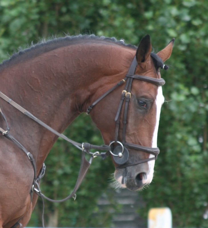 userfiles/horse/4942/vertigo-saint-benoit.JPG