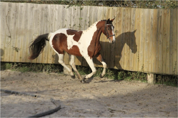 LUPIN DE LAUBELLE SF - Foalr