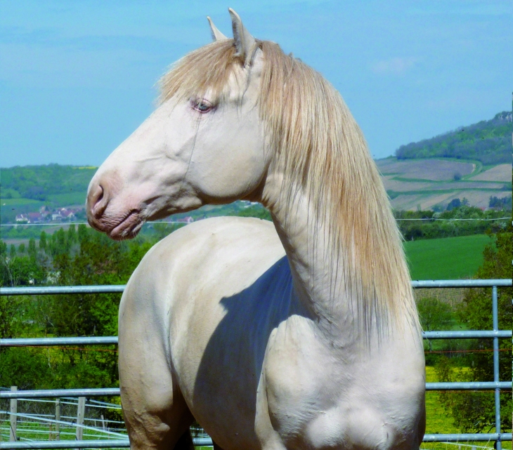 userfiles/horse/4975/beau_titi.jpg