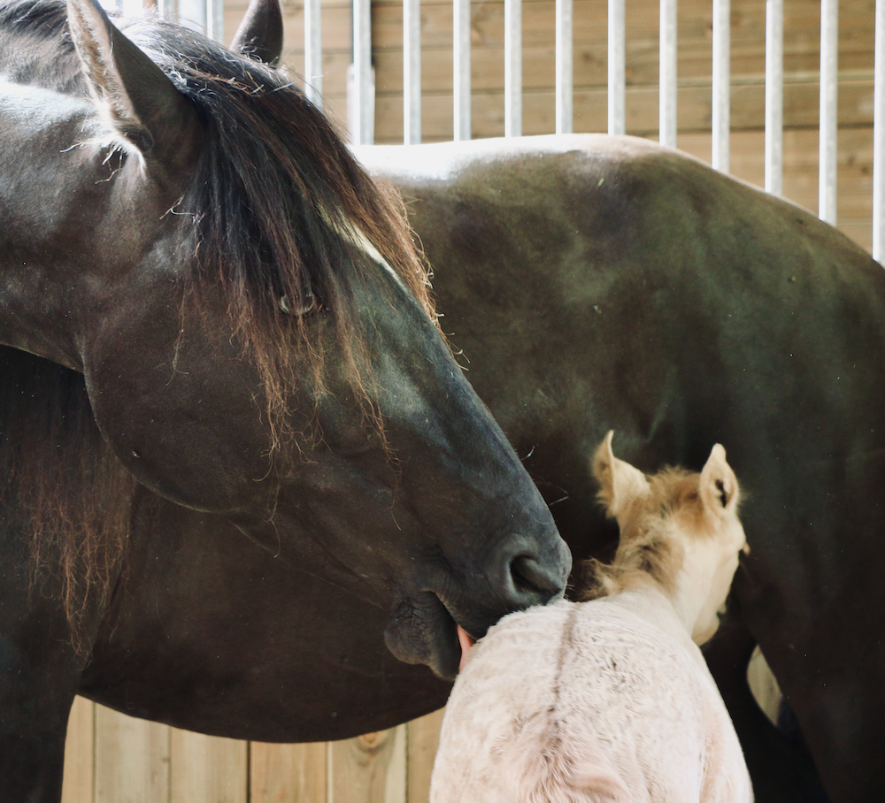 foal and her mother