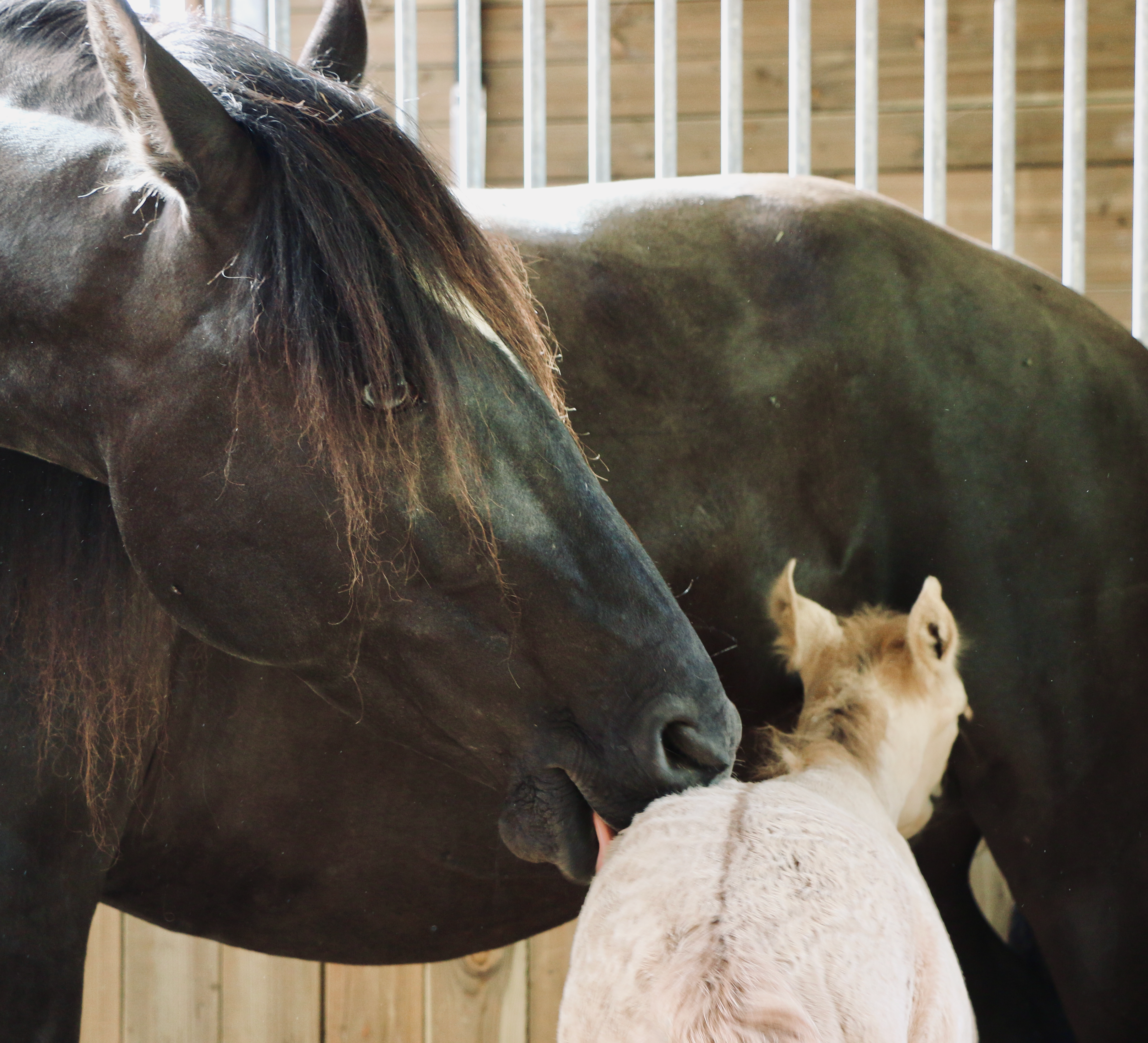 foal and his dam