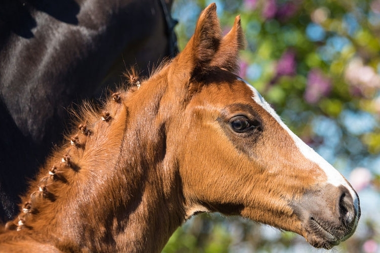 Dressage foals: €51,000 for Top Price foals at the Hanoverian online auction in Verden