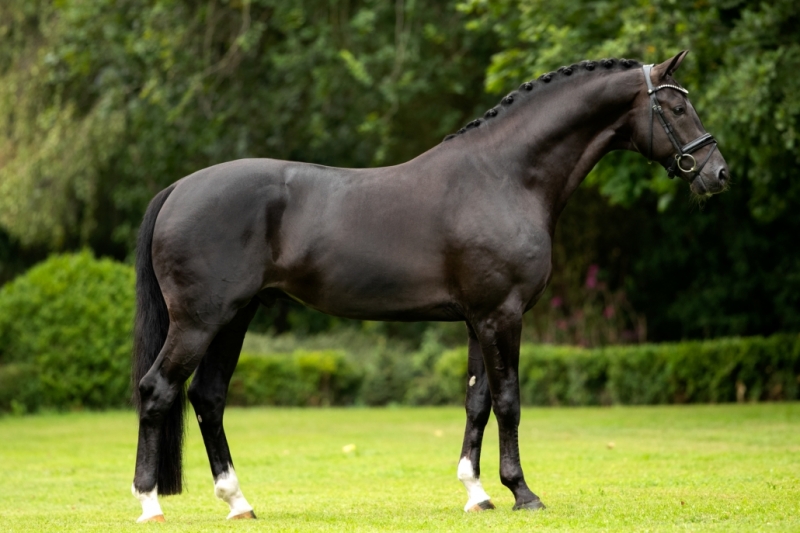 L'étalon Kjento nommé “Cheval de dressage de l’année” par le stud-book KWPN !