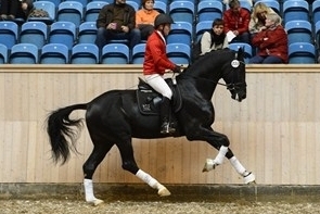 Principles for the evaluation of Danish Dressage Stallions (DWB)