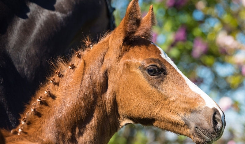 Poulains de dressage : 51 000 euros pour le Top Price des foals lors des enchères en ligne du Hanovre à Verden