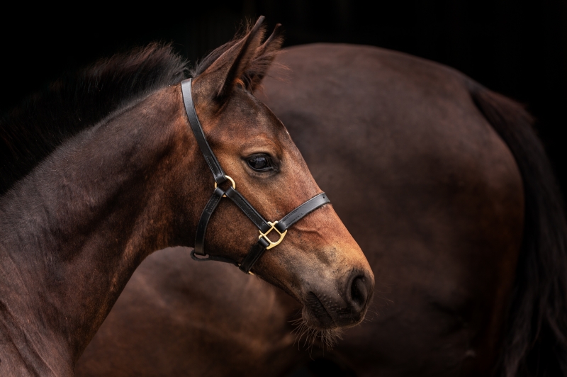 Horse breeding: the different breeding techniques.